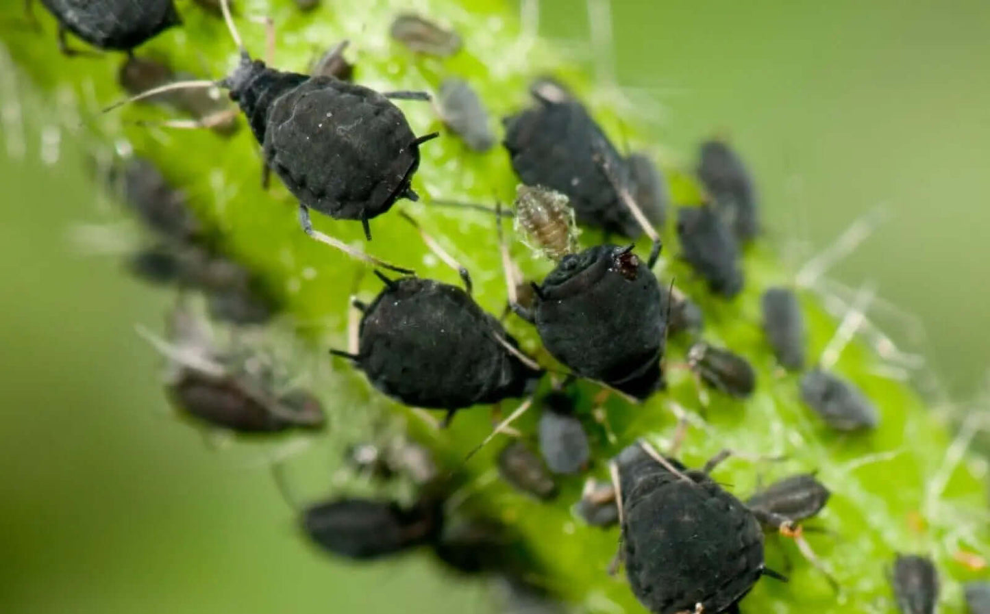 Olio di Neem - insetticida naturale biologico solubile in acqua - 5 litri-Verdecobre