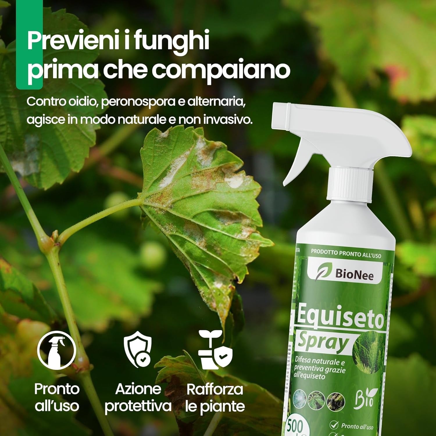 Equiseto Spray 500 Ml | Pronto All’Uso | Protettivo Naturale Preventivo | Difesa Contro Oidio E Peronospora | per Orti, Frutteti E Colture Biologiche