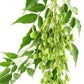Olio di Neem - insetticida naturale biologico solubile in acqua - 5 litri-Verdecobre
