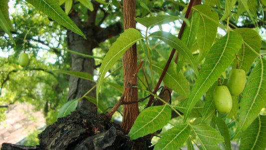 Olio di Neem - insetticida naturale biologico solubile in acqua - 5 litri-Verdecobre